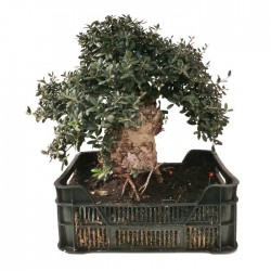 Pre-bonsai olea europaea 25 años