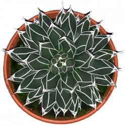 Agave Victoriae-Reginae