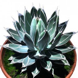 Agave Victoriae-Reginae