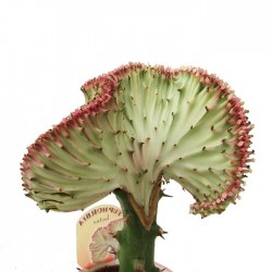 Euphorbia lactea cristata de tronco alto