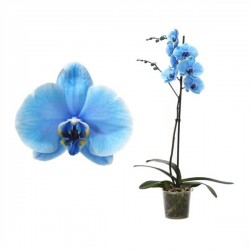 Orquídea phalaenopsis royal blue (azul claro)