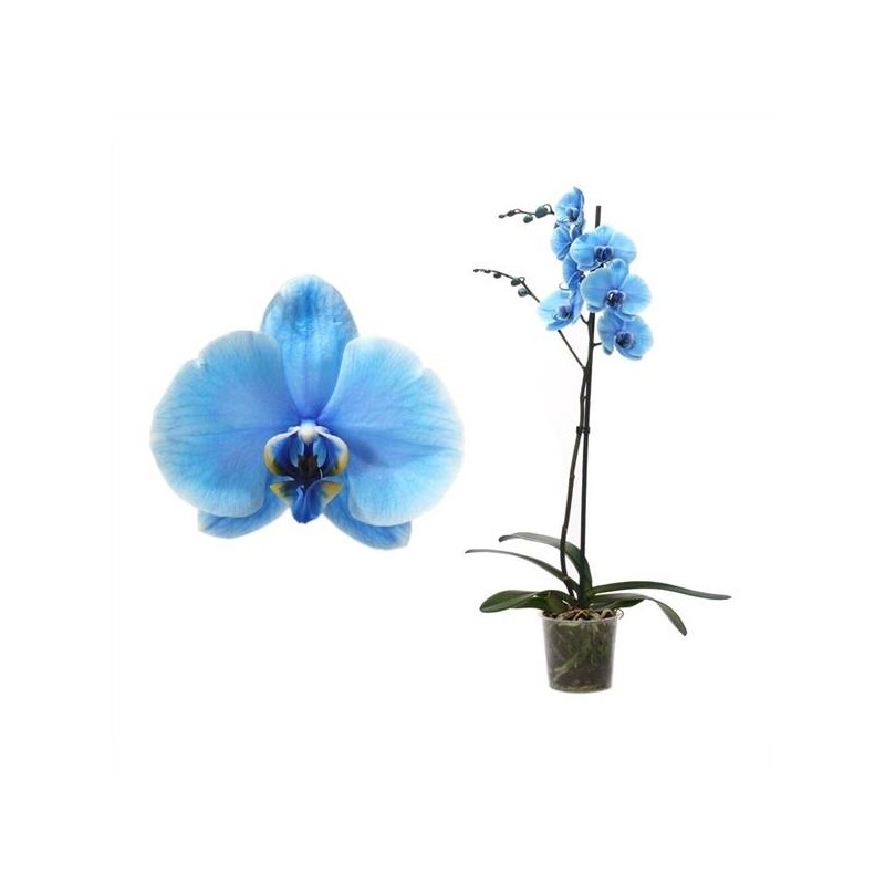 Orquídea phalaenopsis royal blue (azul claro)