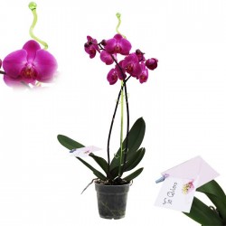 Orquídea phalaenopsis dos varas + tutor+ targeta con mensage.