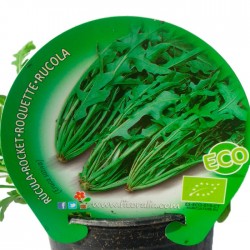 Rúcula ecológica