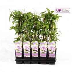Clematides hagley hybrido