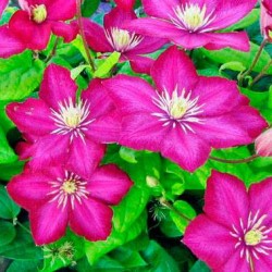 Clematides ville de Lyon