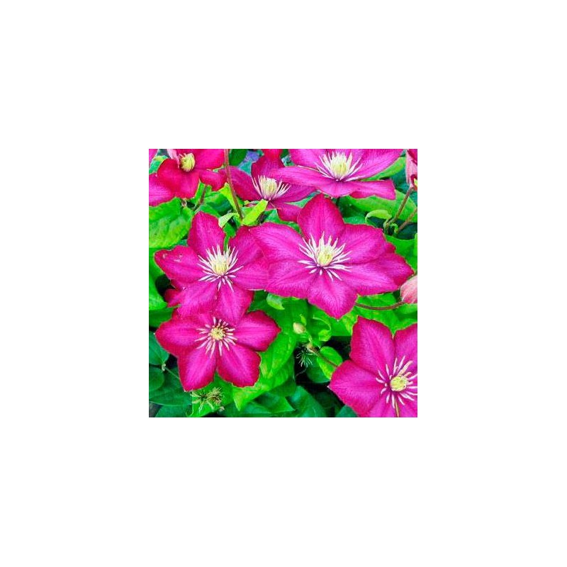 Clematides ville de Lyon