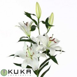 Lilium orientalis