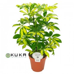 Schefflera Arboricola Gerda