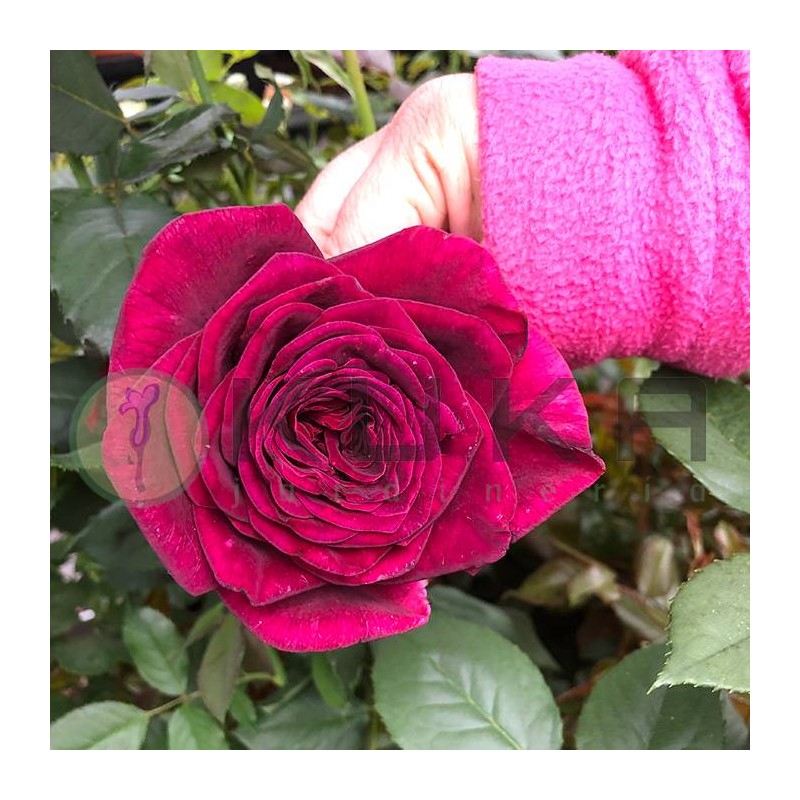 Rosal black perfumela|rosal negro|rosal perfumado | rosas negras
