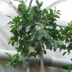 Ficus retusa nítida Ejemplar