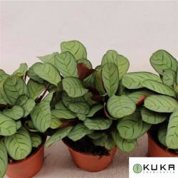 Ctenanthe burle-marxii amagris