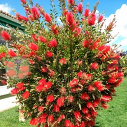 Callistemon laevis