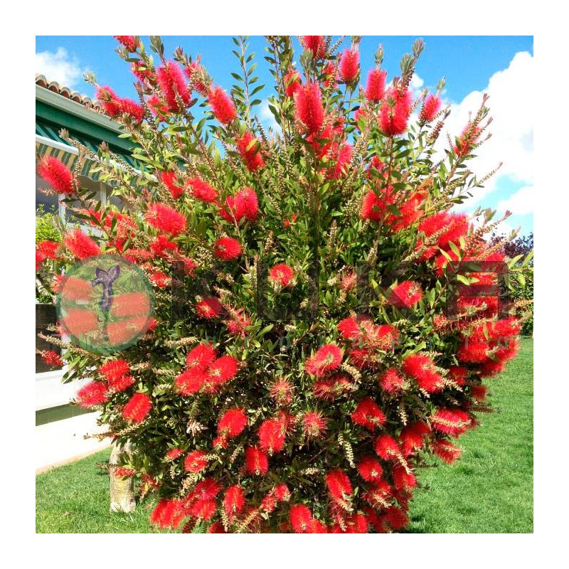 Callistemon laevis