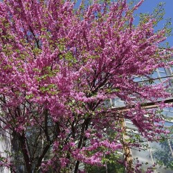 Cercis siliquastrum