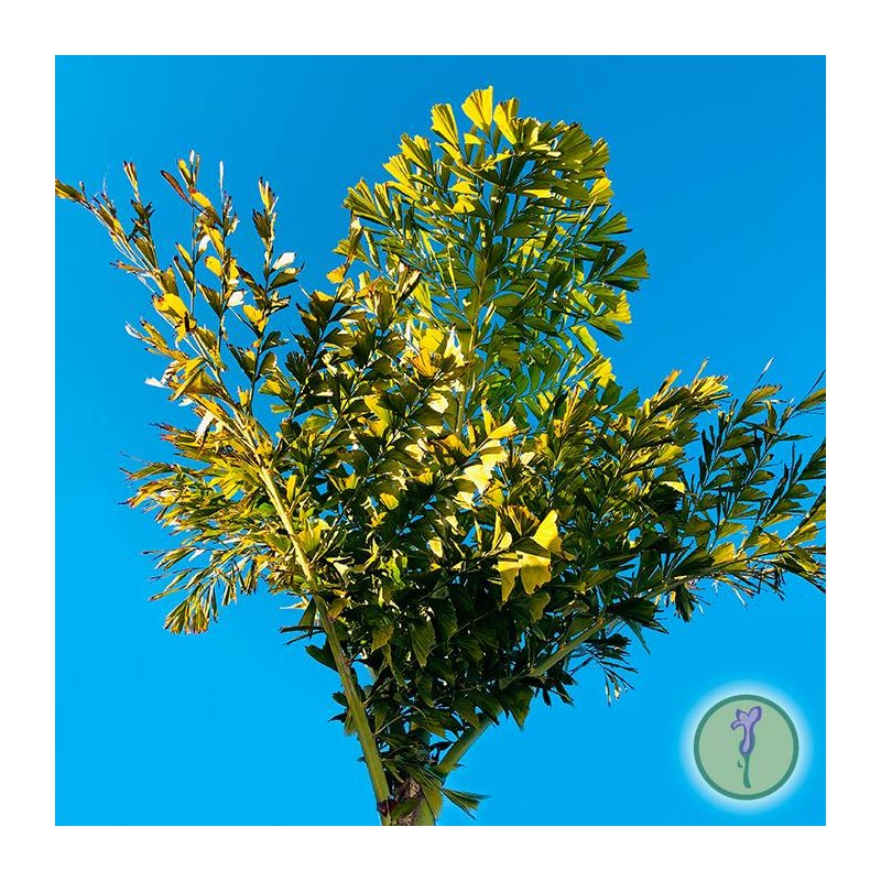 Caryota maxima himalaya | palmera HImlaya | comprar palmeras grandes