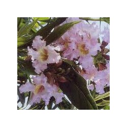 CHITALPA TASHKENTENSIS