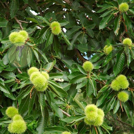 Castanea sativa | Comprar Castaño común | Árbol castaño