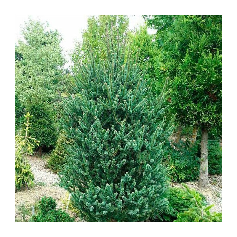 picea abies fastigiata | abeto vertical | abeto fastigiata | abeto columnar