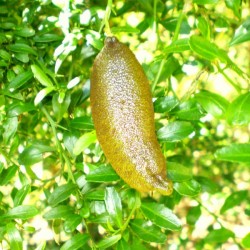Microcitrus australasica