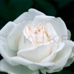 Rosal Queen Elizabeth blanco