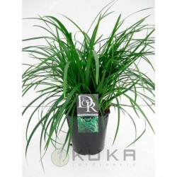 Carex irish green
