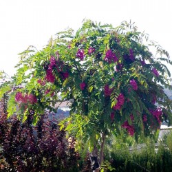 Robinia spendocacia casque...