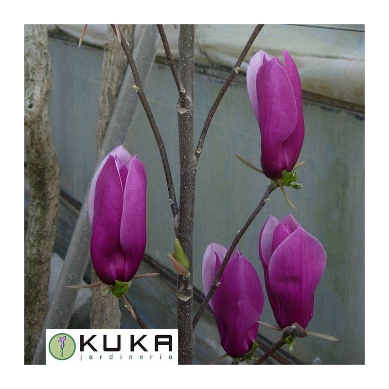 Magnolia soulangeana rosa | magnolia hoja caduca | magnolio