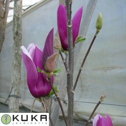 Magnolia soulangeana rosa | magnolia hoja caduca | magnolio