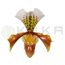 Orquídea paphiopedilum variado