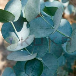 Eucalyptus cinerea silver...