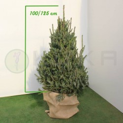 Picea likiangensis balfouriana