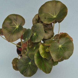 Begonia erythrophylla | plantas interior con flores | vivaces de interior |