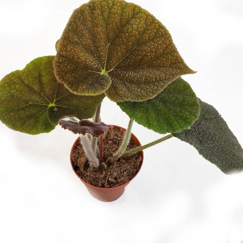 Begonia masoniariver| begonia |plantas de flor| begonias de flor|