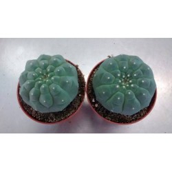 Cactus matucana madisoniorum