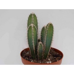 Cactus cereus forbesii