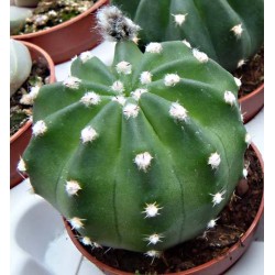 Echinopsis denudatun