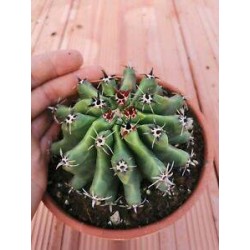 Cactus ferocactus horridus