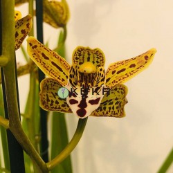 Orquídea cymbidium Cuba libre
