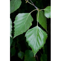 Abedúl alba pendula