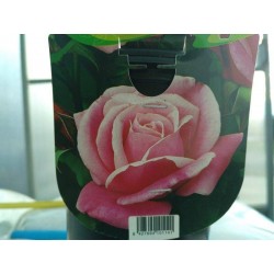 Rosal carina perfumella