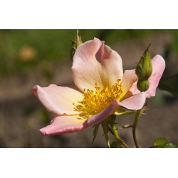 Rosal rugosa Chinensis...