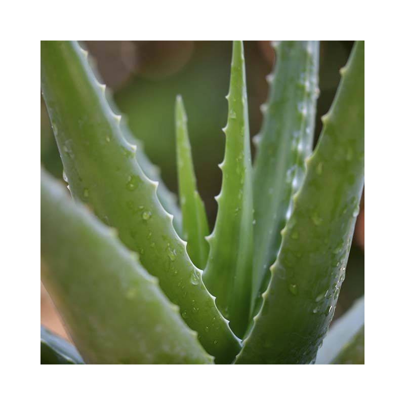 Cactus aloe vera| aloe | medicinal | vera