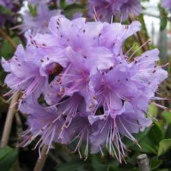 Rhododendron hibrido