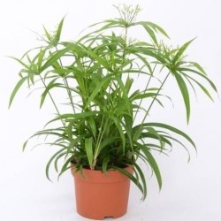 Cyperus papirus green gold