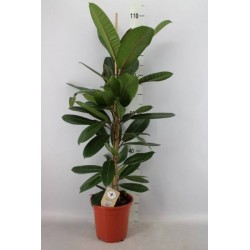 Ficus amstel guianensis