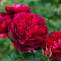 Rosal darcey bussell