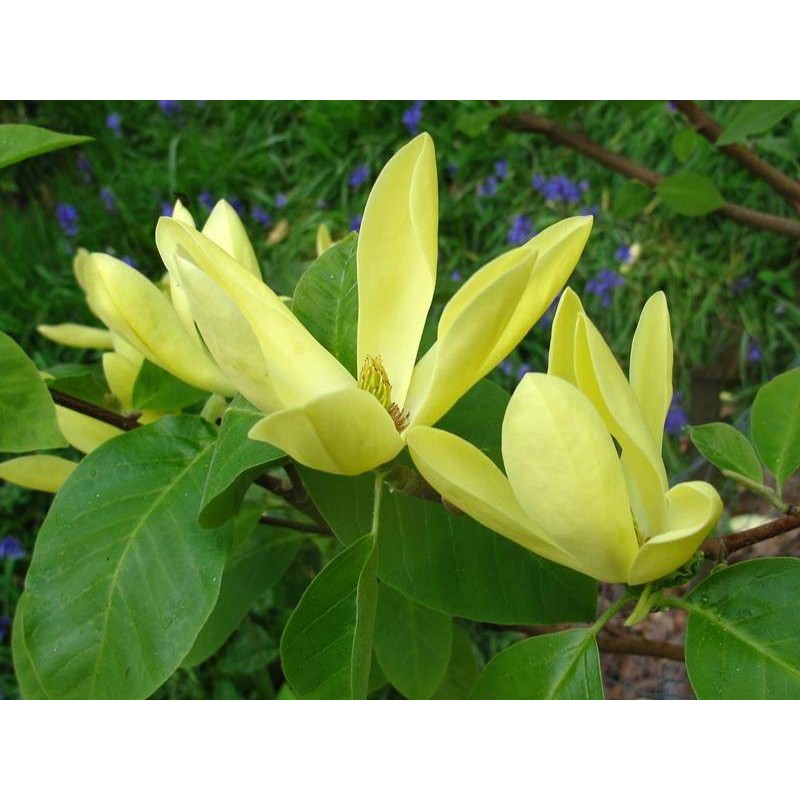 Magnolia daphne | magnolia hoja caduca | magnolio