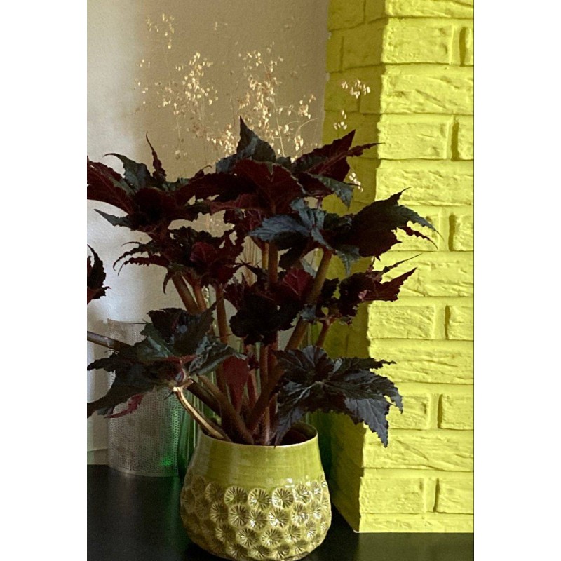 Begonia black taffeta | comprar begonias | plantas de interior | viveros  Valencia