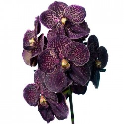 Orquídea vanda chocolate brown